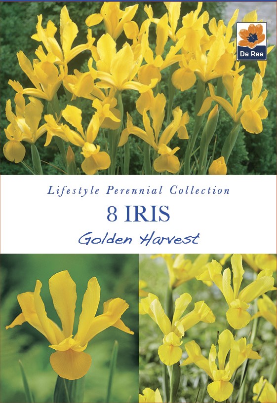 Iris Golden Harvest - Threaplands