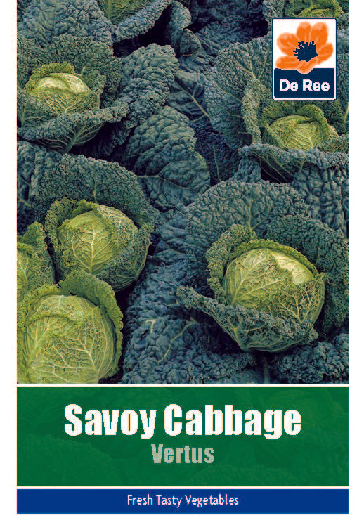 Cabbage Savoy Vertus - Threaplands