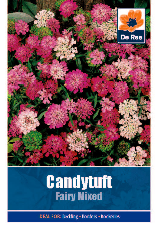 Candytuft Fairy - Threaplands