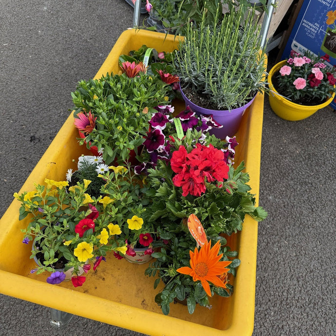 🌸 Say hello to summer, your borders, pots & planters are waiting for you 🌞
