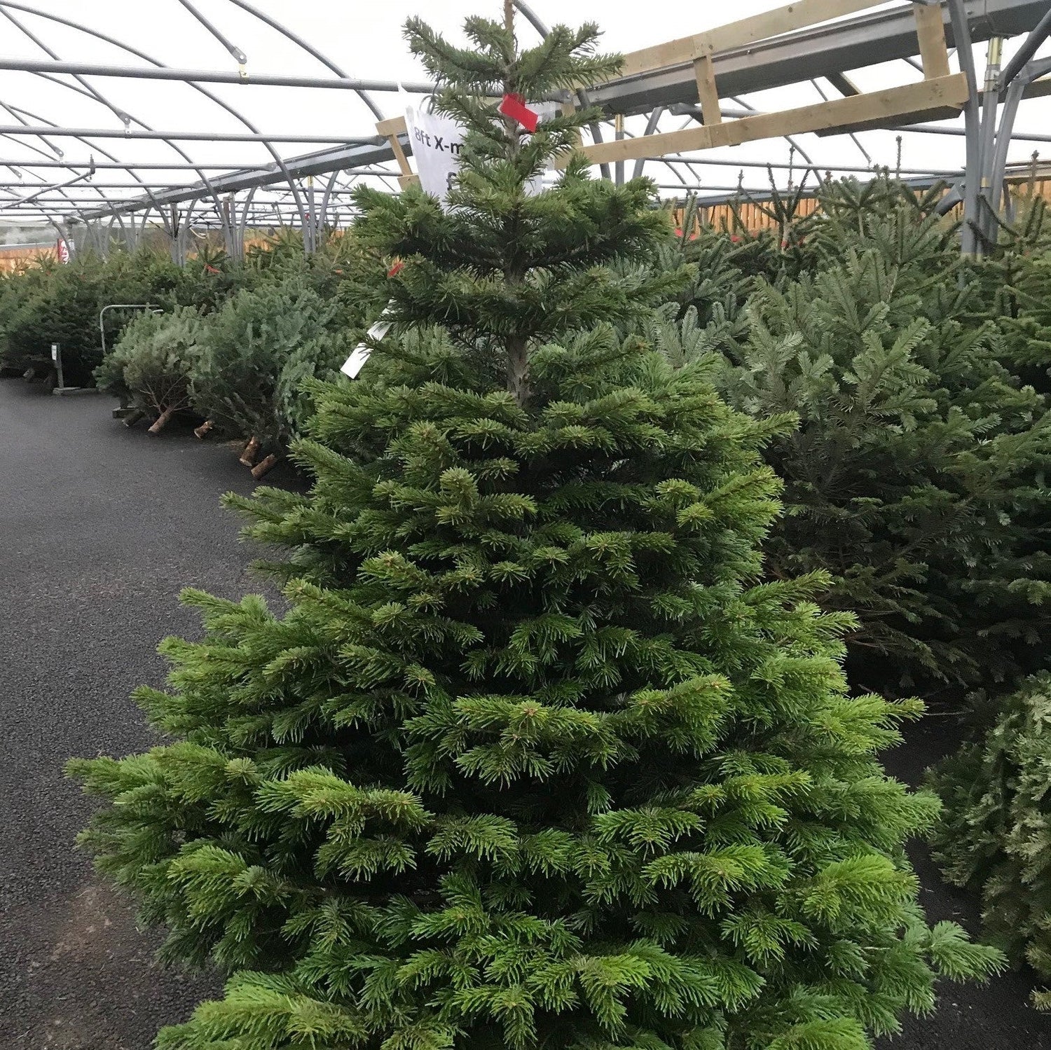 Premium Fresh Cut Christmas Trees & Stands