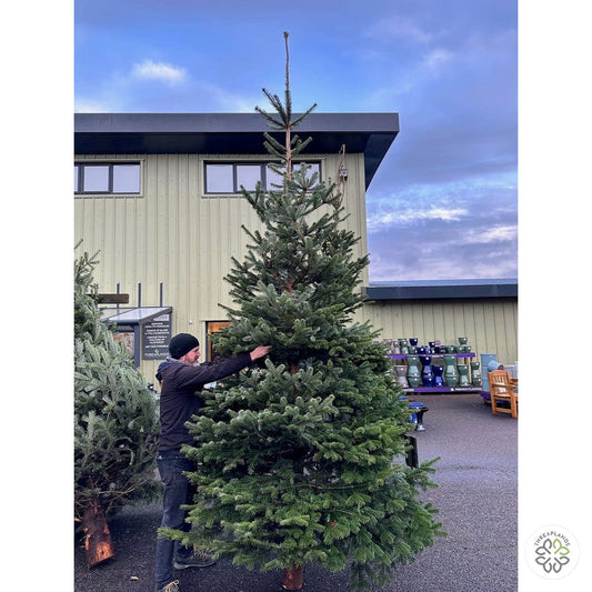 11-12 ft Nordman Fir [optimised-1040-watermarked]