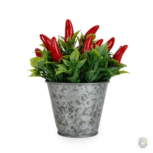 15Cm Chillies In Tin [optimised-1040-watermarked]