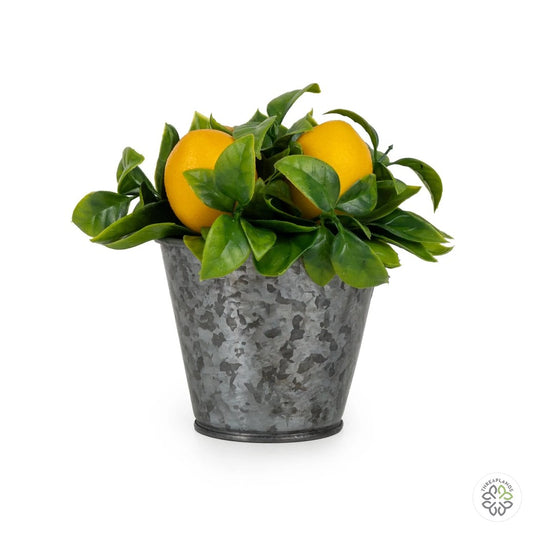 15Cm Lemons Plant In Tin Pot - Threaplands [optimised-1040-watermarked]