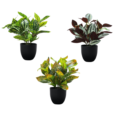 Assorted Potted Plants 25cm