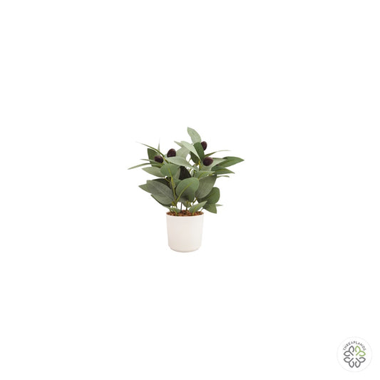 Olive Plant in Pot 28cm [optimised-1040-watermarked]