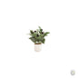Olive Plant in Pot 28cm [optimised-1040-watermarked]