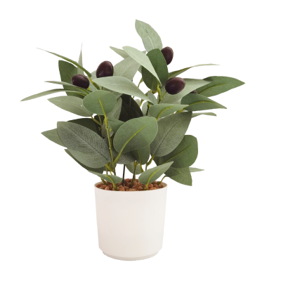 Olive Plant in Pot 28cm