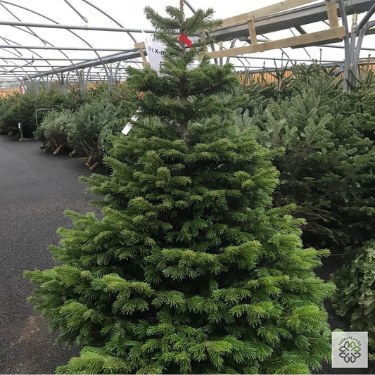 5-6 ft Nordman Fir [optimised-1040-watermarked]