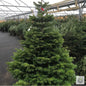 5-6 ft Nordman Fir [optimised-1040-watermarked]