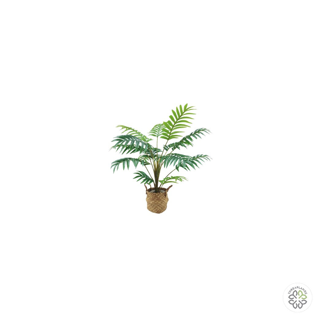 Palm Plant in Basket 70cm [optimised-1040-watermarked]