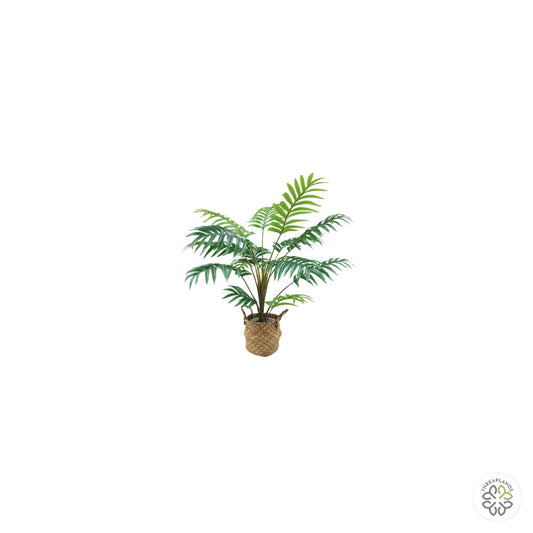 Palm Plant in Basket 70cm [optimised-1040-watermarked]