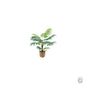 Palm Plant in Basket 70cm [optimised-1040-watermarked]
