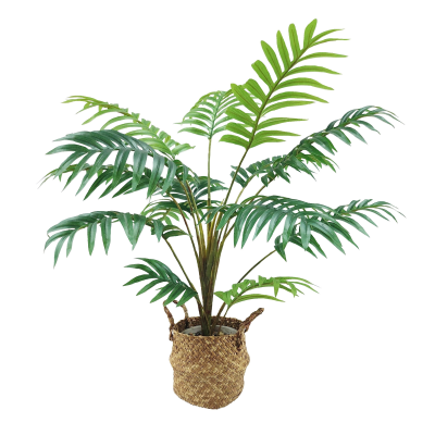 Palm Plant in Basket 70cm