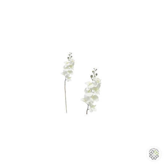 Cream Phalaenopsis Orchid Stem 90cm [optimised-1040-watermarked]