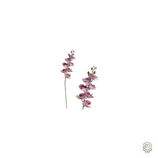 Lilac Phalaenopsis Orchid Stem 90cm [optimised-1040-watermarked]