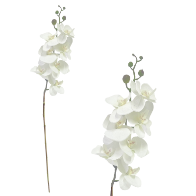 Cream Phalaenopsis Orchid Stem 90cm