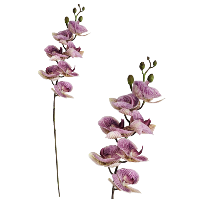 Lilac Phalaenopsis Orchid Stem 90cm
