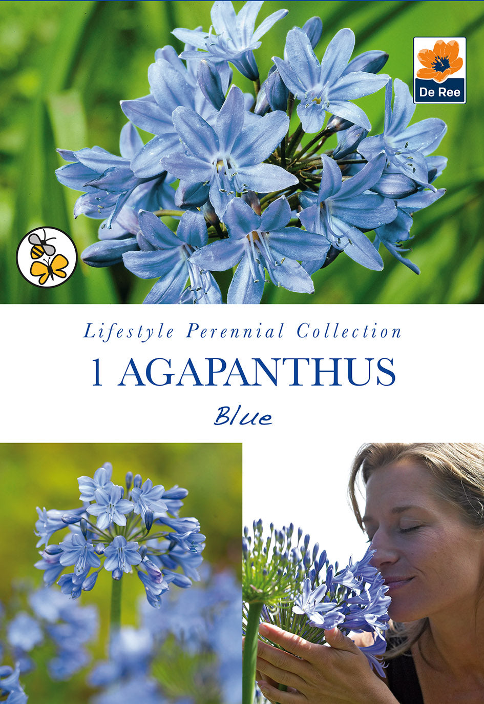 Agapanthus Blue - Threaplands