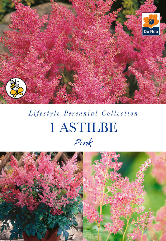 Astilbe Pink - Threaplands
