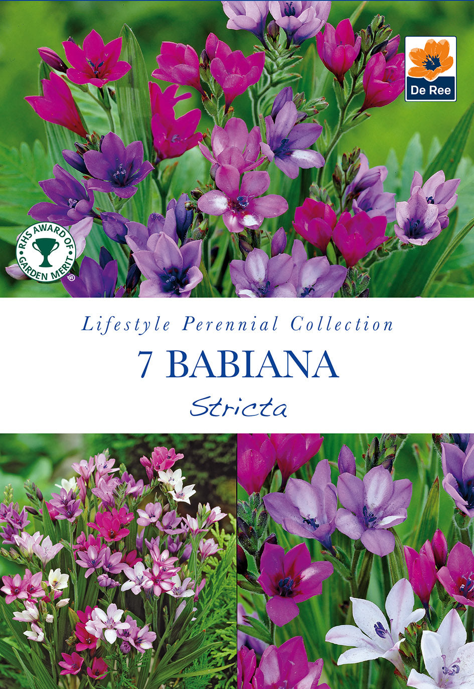 Babiana Stricta - Threaplands