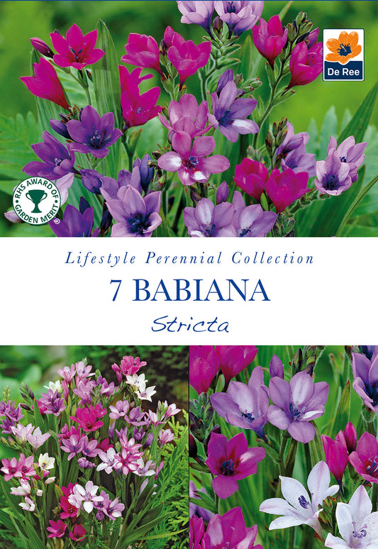 Babiana Stricta - Threaplands