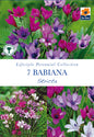 Babiana Stricta - Threaplands