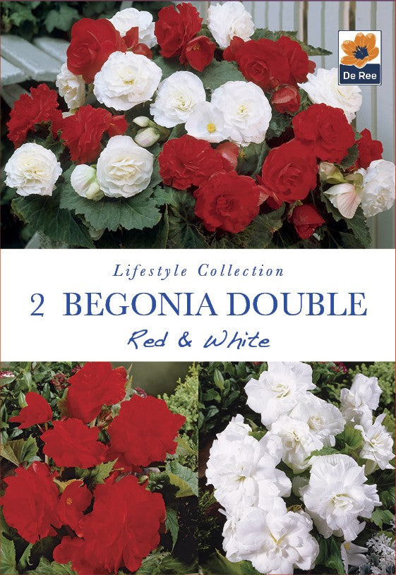 Begonia Double Red & White - Threaplands