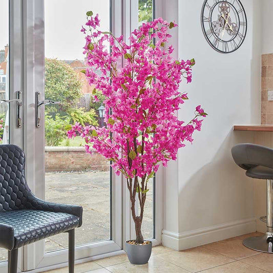 Bougainvillea - 170cm