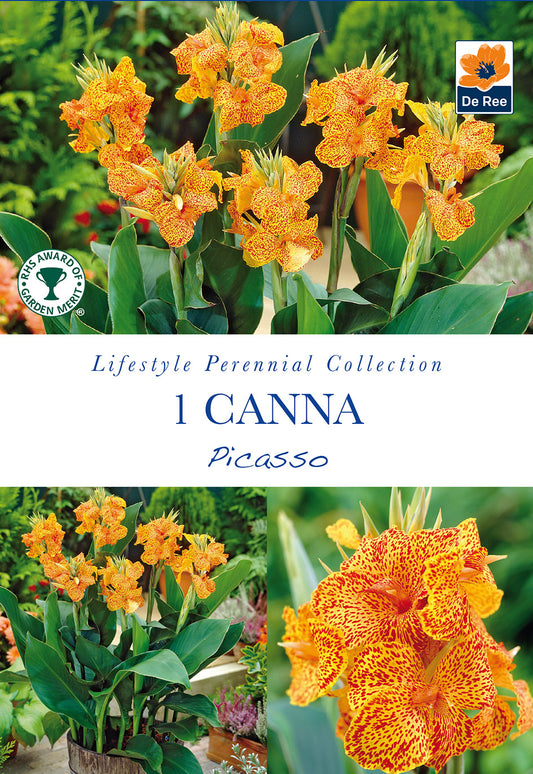 Canna Picasso - Threaplands