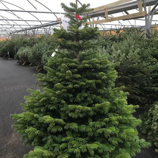 5-6 ft Nordman Fir