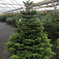 10-11 ft Nordman Fir