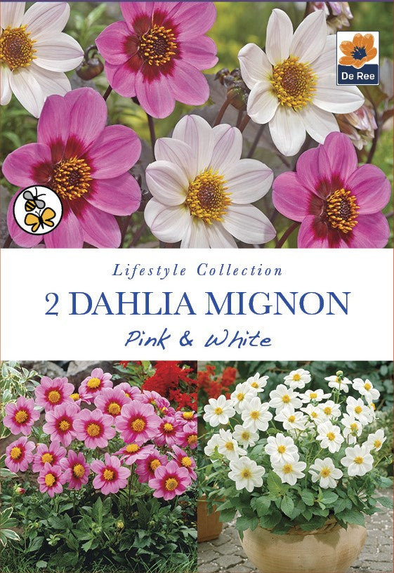 Dahlia Mignon Pink & White - Threaplands