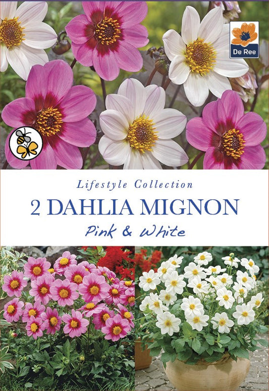Dahlia Mignon Pink & White - Threaplands