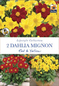 Dahlia Mignon Red & Yellow - Threaplands