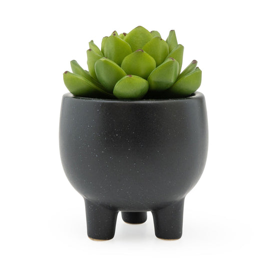 Echiveria Succulent In Ceramic Pot
