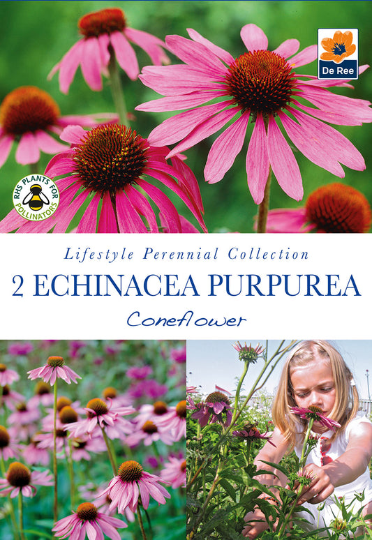 Echinacea Purperea - Coneflower - Threaplands