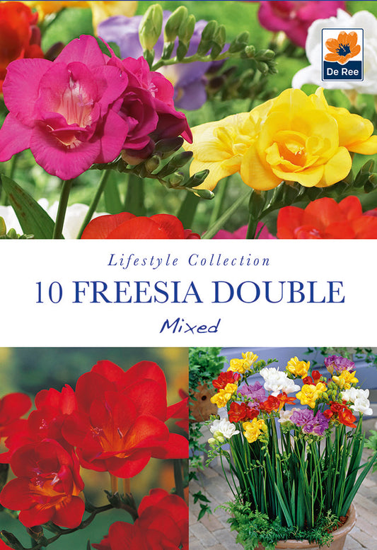 Freesia Double Mixed - Threaplands