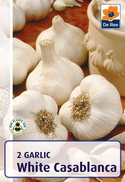 Garlic White Casablanca - Threaplands