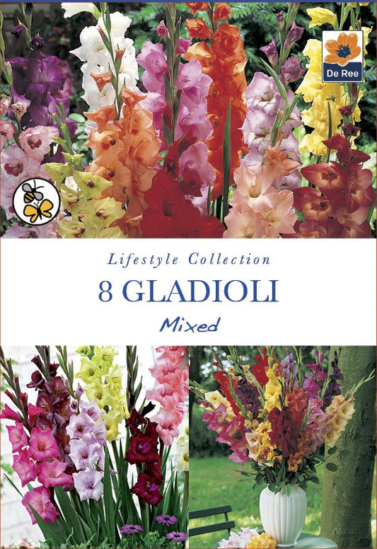 Gladioli Mixed - Threaplands