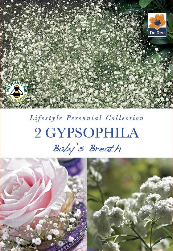 Gypsophila Baby's Breath - Threaplands