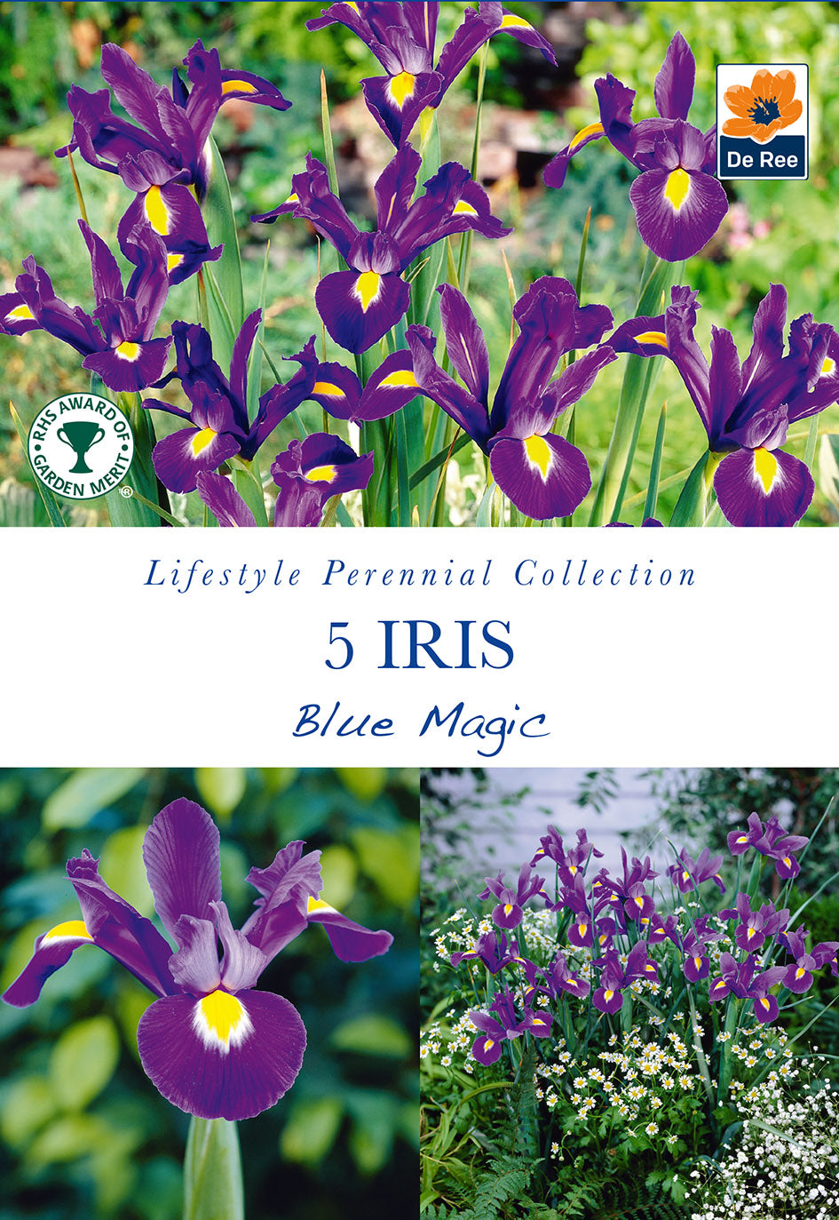Iris Blue Magic - Threaplands