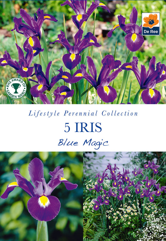 Iris Blue Magic - Threaplands