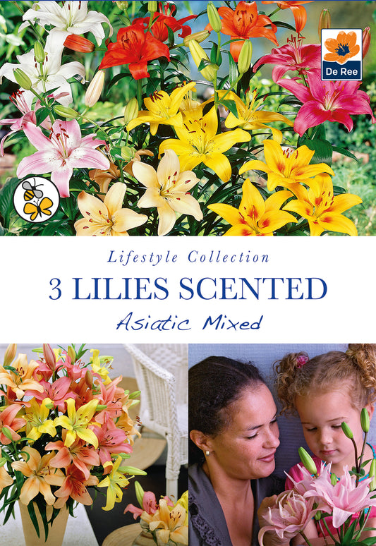 Lilies Scented Asiatic Mixed - Threaplands