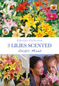 Lilies Scented Asiatic Mixed - Threaplands