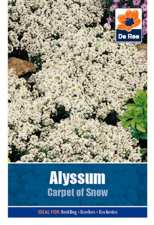 Alyssum Carpet of Snow - Threaplands