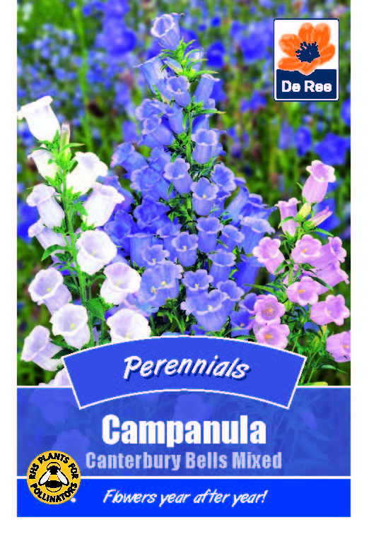 Campanula Canterbury Bells Mxd - Threaplands
