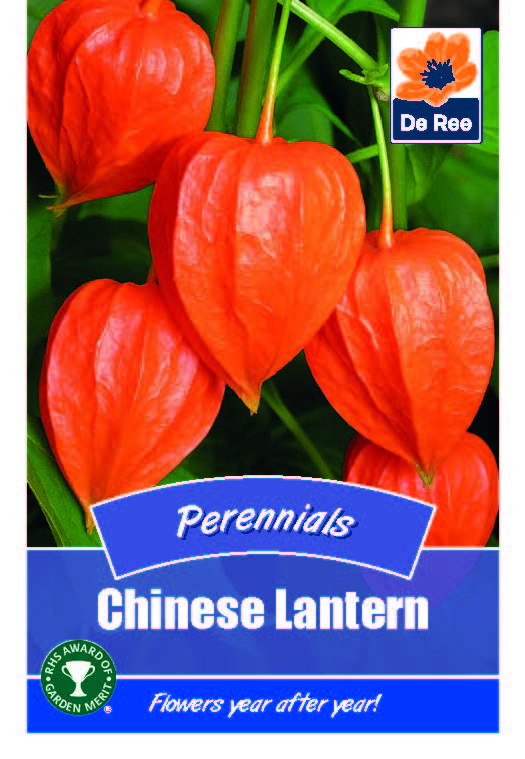 Perennial - Chinese Lantern - Threaplands