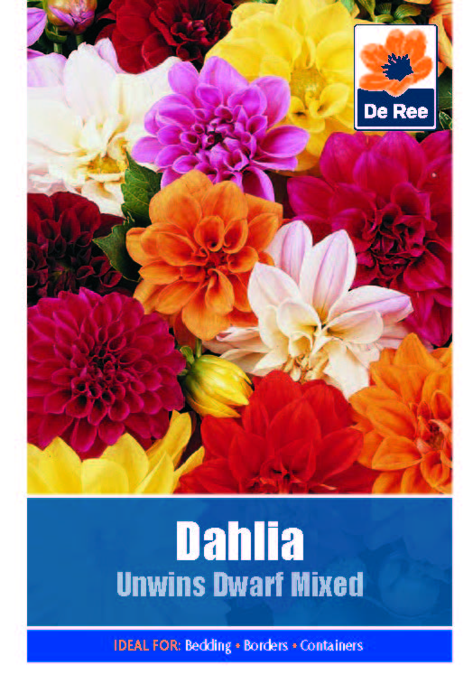 Dahlia Unwins Dwarf Mixed - Threaplands