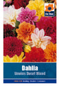 Dahlia Unwins Dwarf Mixed - Threaplands